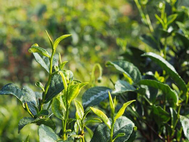 Close up green tea tree leaves in farmland