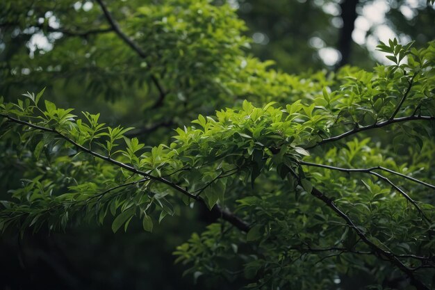 緑の木の枝を近づける