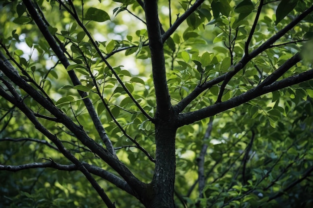 Close up green tree branches