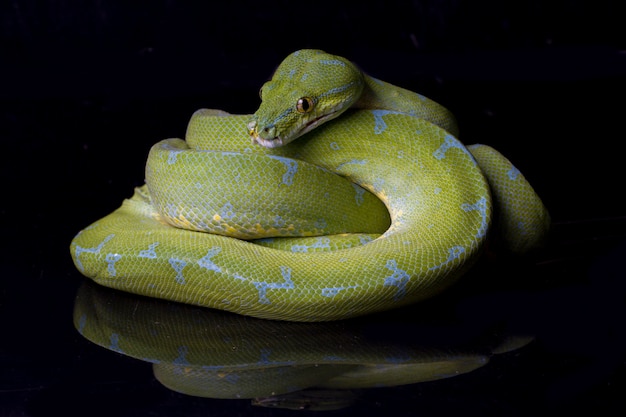 Close-up of a Green tree python