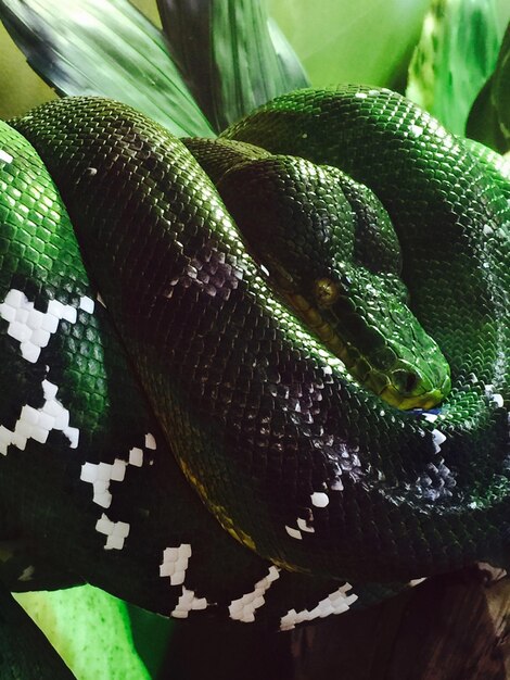 Foto close-up del serpente verde dell'albero