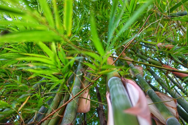 Close-up of green tree