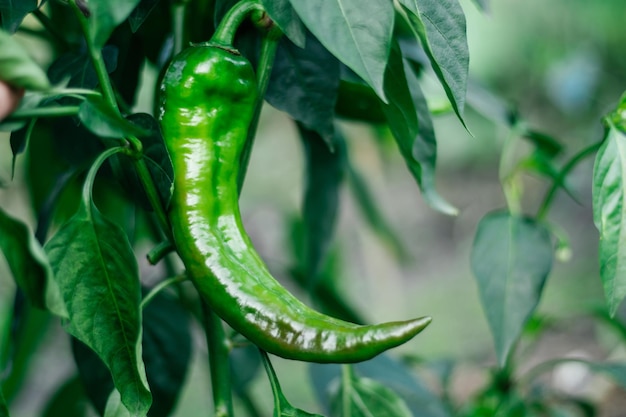 Close up of green unripe jalapeno pepper growing as field crop agriculture with blurred background