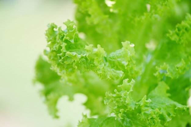 Close up of green vegetable salad