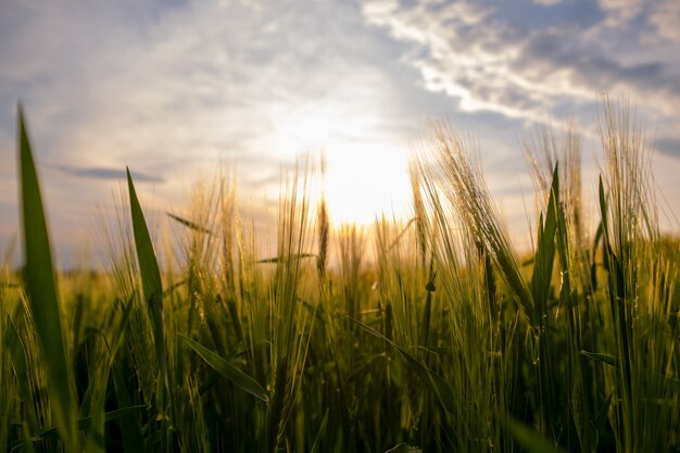 Закройте вверх зеленых голов пшеницы растя в аграрном поле весной.