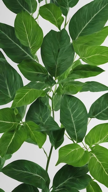 A close up of a green and white background with the leaves of a plant