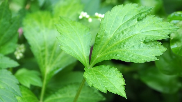 Close up green  White Mugwort leaf 