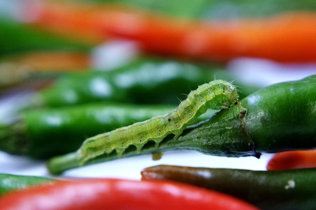 Foto close-up di un verme verde che mangia peperoncino