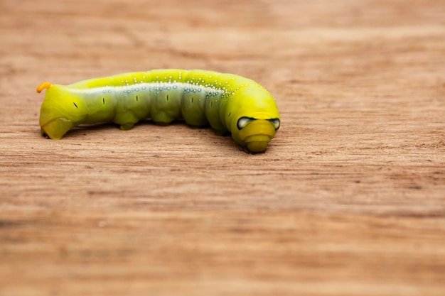 Photo close up of a green worm on a wooden floor