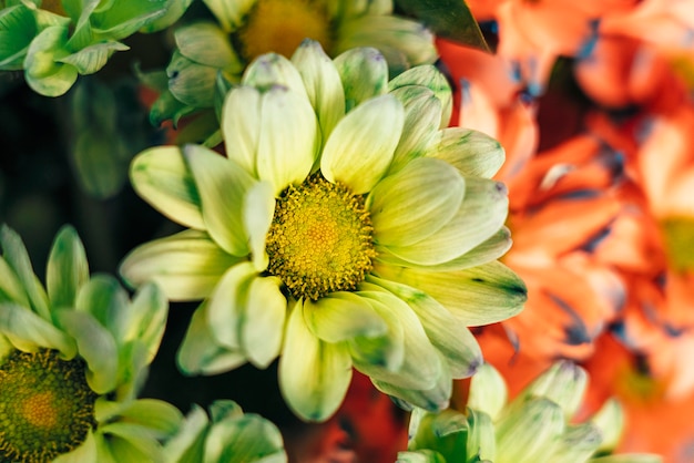 Foto fiore giallo verde della margherita del primo piano.