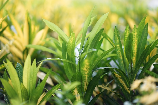 Close up green and yellow leaf with blur background