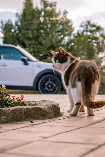 Close up of a greeneyed cat walking in the town square Vertical