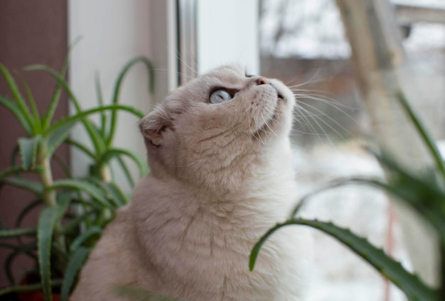 屋内植物の周りの窓に座っている灰色のブリティッシュブルーアイのショートヘアの猫のクローズアップ。獣医クリニック、猫に関するウェブサイト、キャットフードの画像。セレクティブフォーカス。