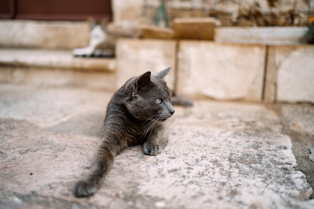 Close-up of a grey cat lying on the asphalt with its paw stretched out