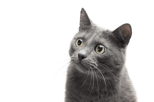 Photo close up of a grey cat with funny expression isolated