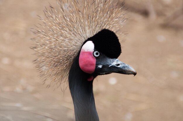 Photo close-up of grey crowned crane