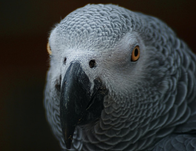 A close up of a grey parrot with a black beak and yellow eyes.