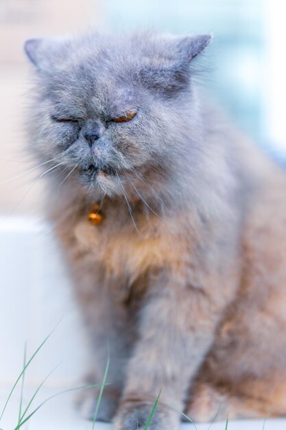 Close up of grey persian cat