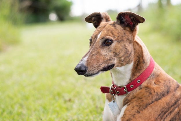 Close up on greyhound portrait in nature