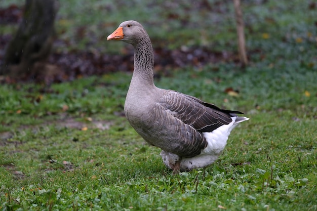 Foto prossimo piano dell'oca greylag sul campo erboso