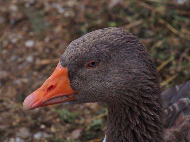 Photo close-up of greylag goose looking away outdoors