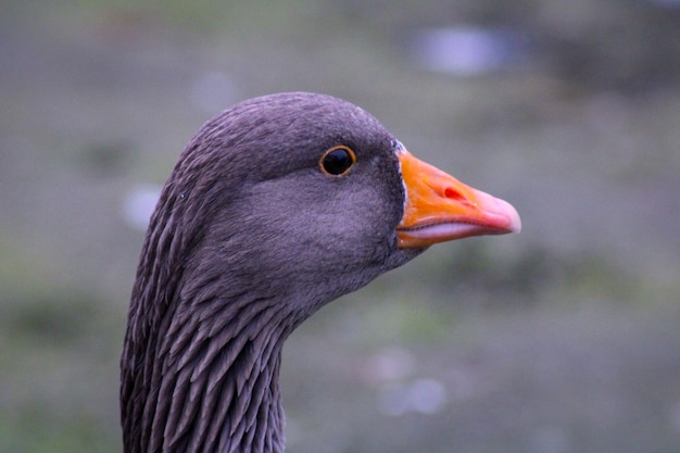 Photo close-up of a greyleg goose