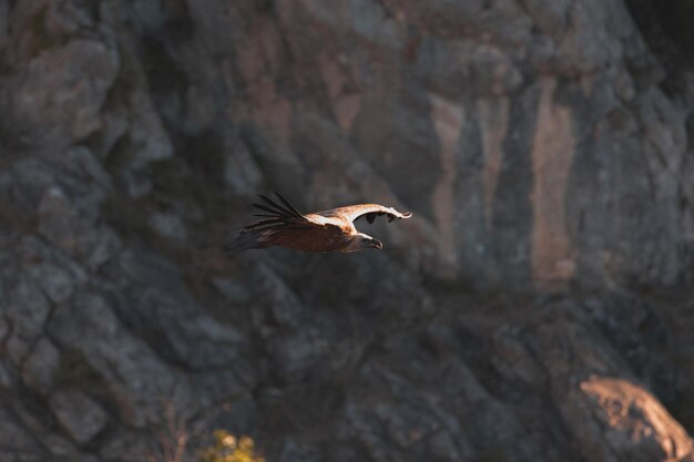 Close up of a Griffon Vulture flying at sunset