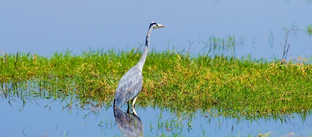 Close-up grijze reiger in een gras aan de rivierkust