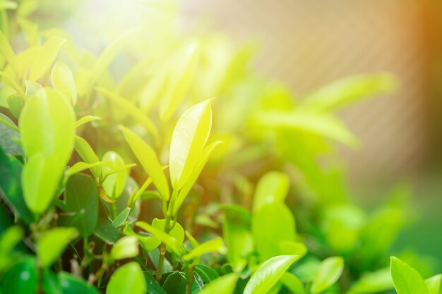 Close-up groen blad en zonlicht in de tuin op vage achtergrond.