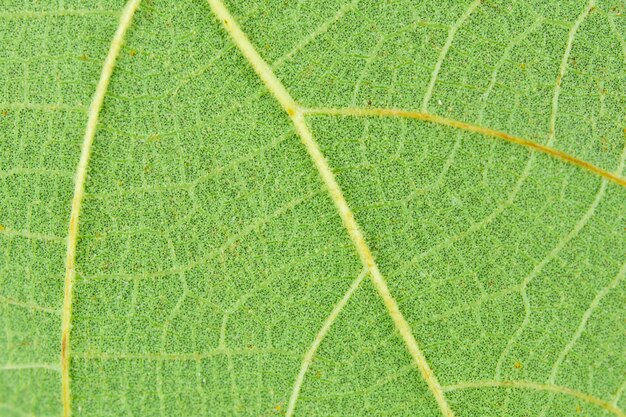 close-up groen blad