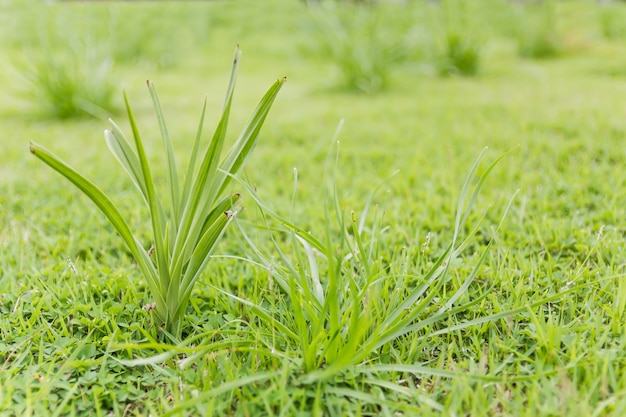 Close-up groen gras op het gebied