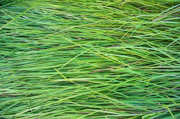 Close-up groen lang gras patroon textuur kan worden gebruikt als een natuurlijke achtergrond