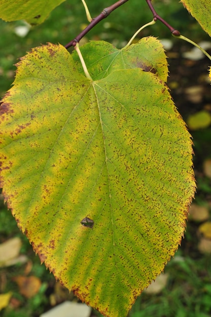 Close-up, groen lindeblad. Blad op een tak op een onscherpe achtergrond van groen gras.