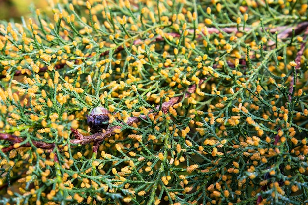 Close-up groen van chamaecyparis lawsoniana achtergrond, cipres takken close-up, lente