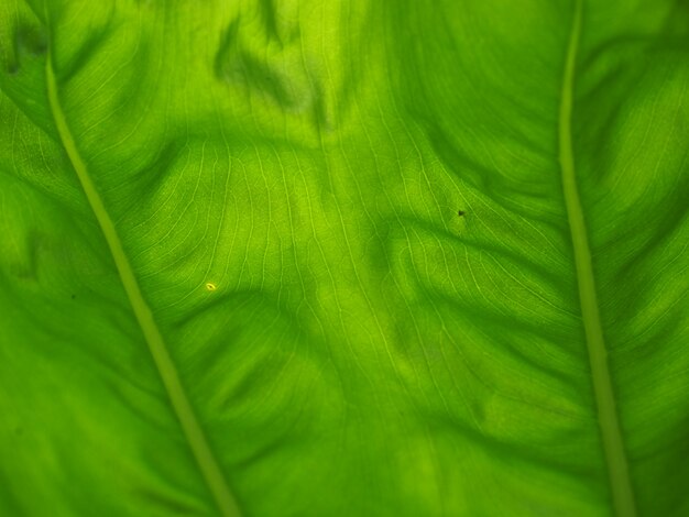 Close-up groene blad achtergrond