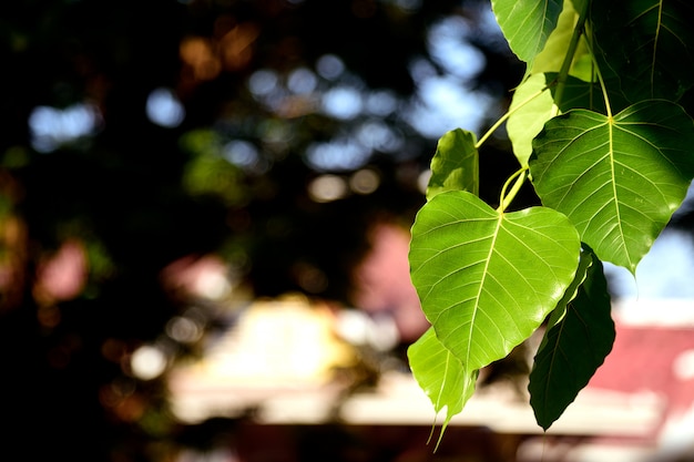 Close-up groene bodhibladeren (bo bladeren)