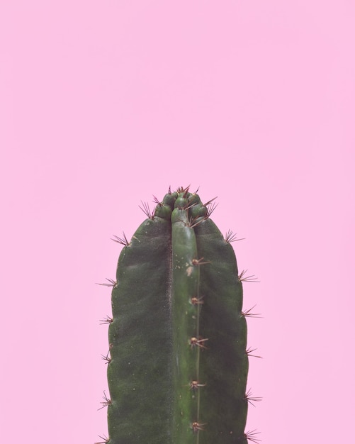 Close-up groene Cactus op pastel roze achtergrond