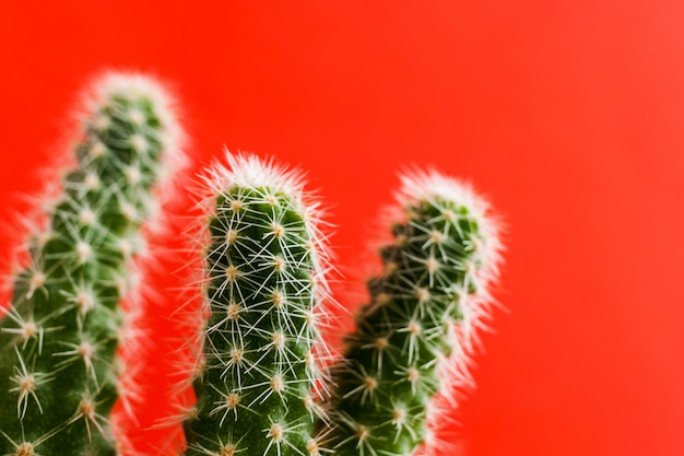 Close-up groene cactus op trendy heldere rode achtergrond. Selectieve aandacht.