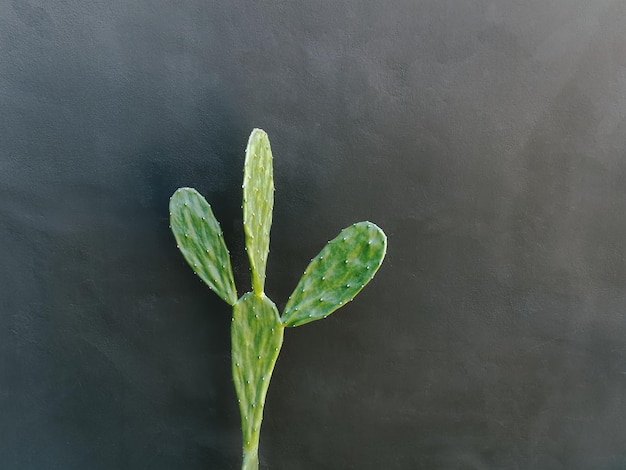 Foto close-up groene cactus tegen muur