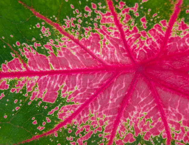 close-up groene en rode blad patroon achtergrond