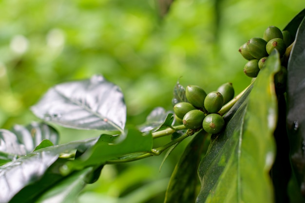 Close-up Groene koffie op de boom in de natuur