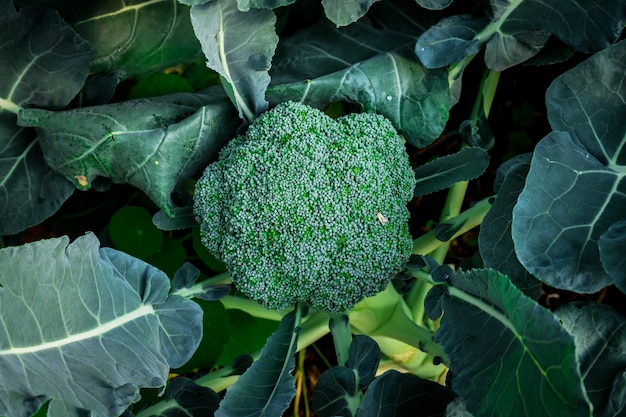 Close-up groene kool biologische groenten boerderijen