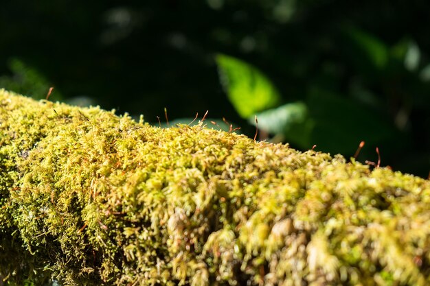 Close-up groene korstmos mos plant groeien