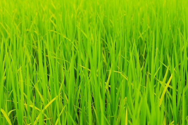 Close-up groene padieveld groeien in padieboerderij in het regenseizoen