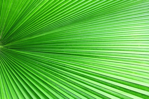 Close up groene palmblaad textuur abstracte palmblaad horizontale achtergrond