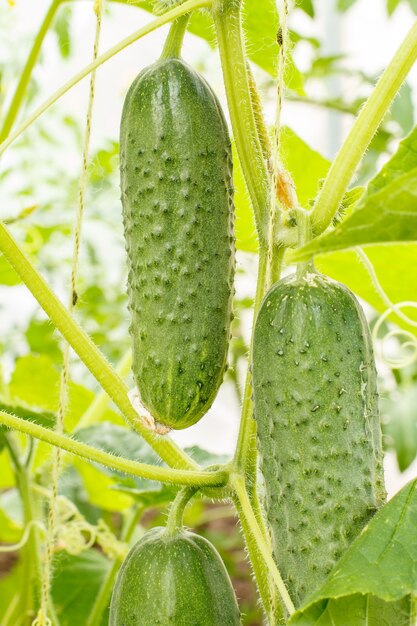 Close-up groene rijpe komkommers op een struik met bladeren. Komkommer groeien in de kas.