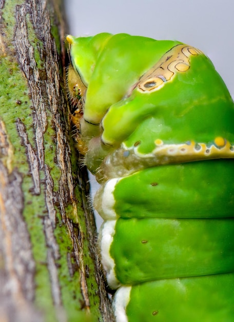 Foto close-up groene rupsvlinder met op onscherpe achtergrond de rups van de zeldzame zeilvisvlinder papilio machaon