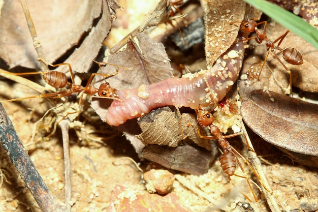 Close-up groep rode mier is dieren in het wild en valt regenwormen aan voor voedsel