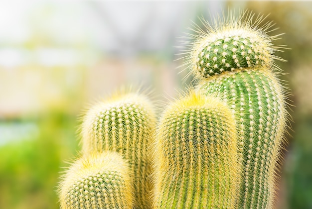 close-up groep stekelige groene cactus