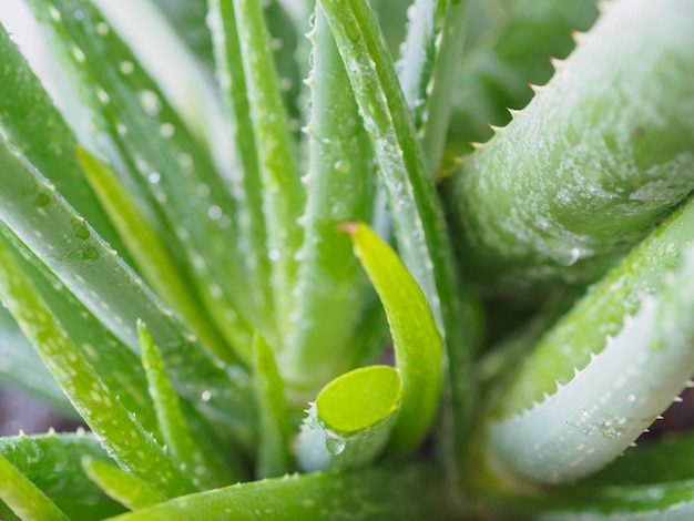 Close-up grote Aloë vera planten